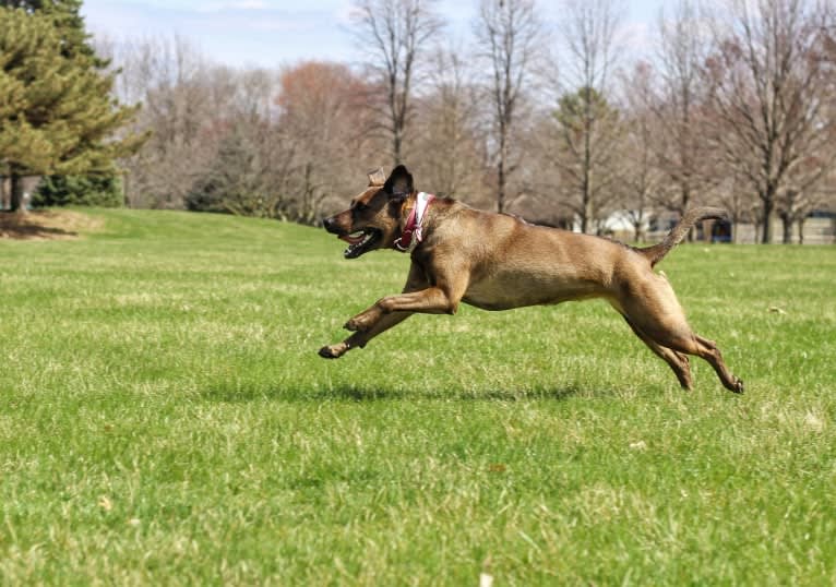 Nokona, an American Pit Bull Terrier and Labrador Retriever mix tested with EmbarkVet.com