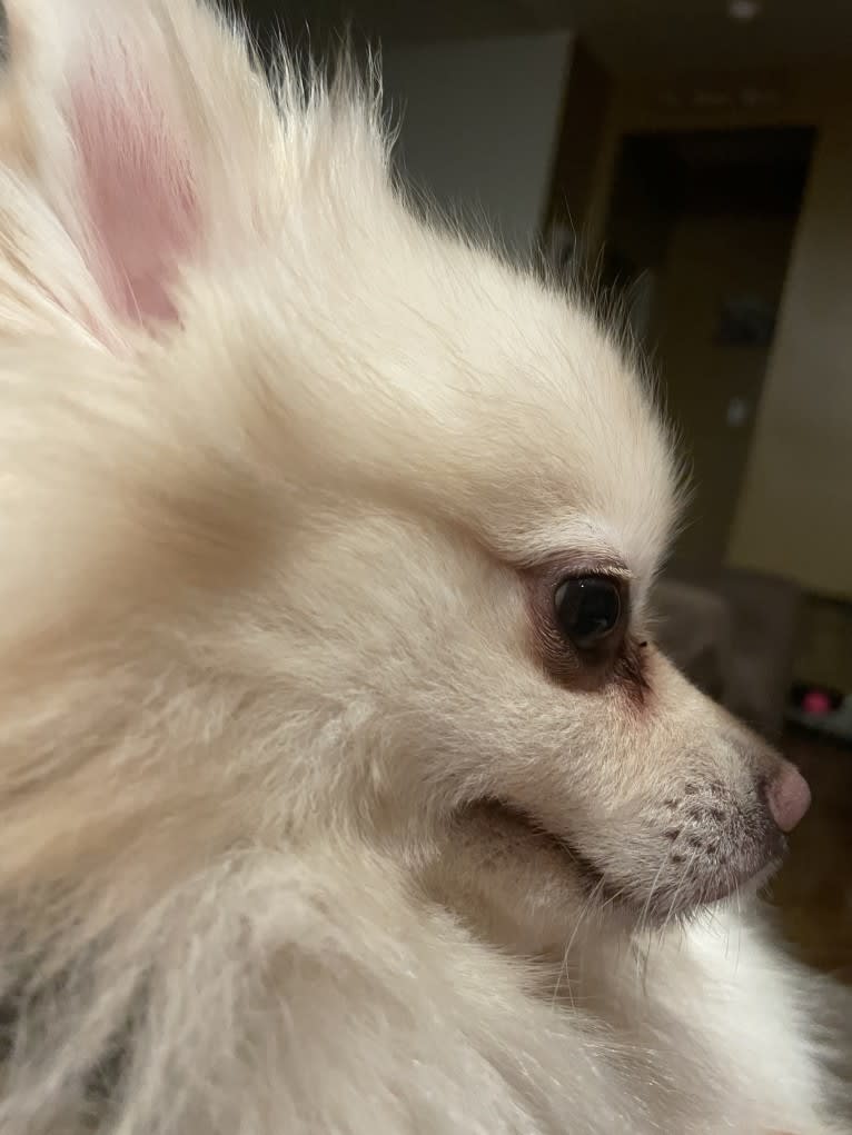 Koda, a Pomeranian tested with EmbarkVet.com