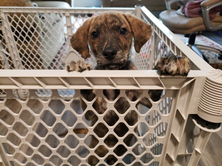 Brindley, a Great Pyrenees and Catahoula Leopard Dog mix tested with EmbarkVet.com