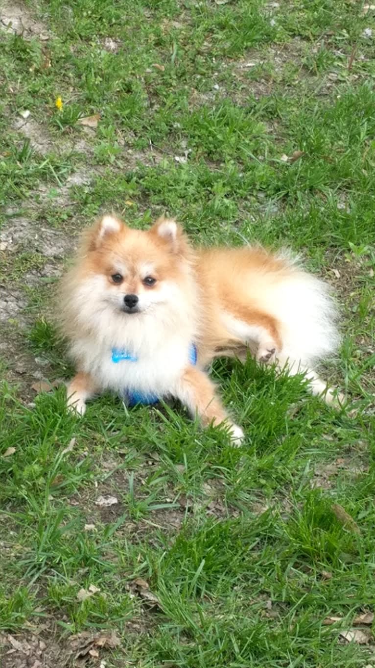 Buddy, a Pomeranian tested with EmbarkVet.com