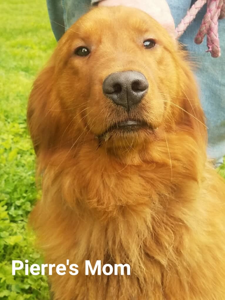 Pierre-luc, a Golden Retriever tested with EmbarkVet.com