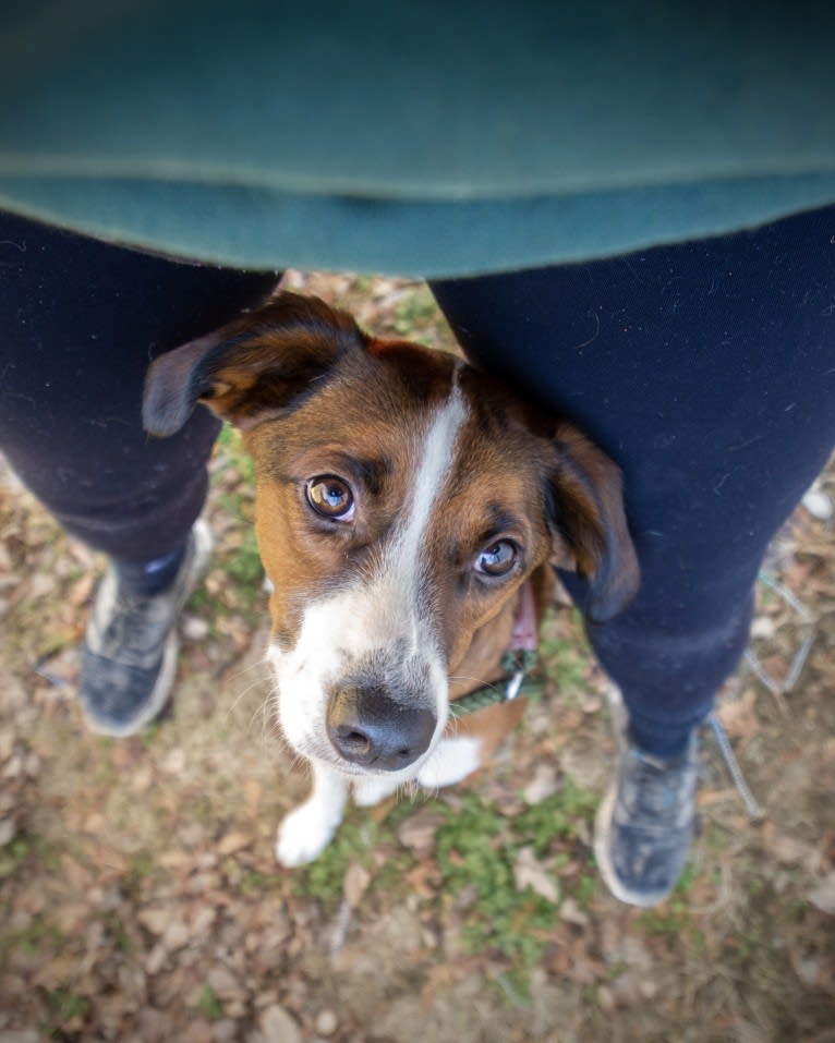 Ranger, a Boxer and Beagle mix tested with EmbarkVet.com