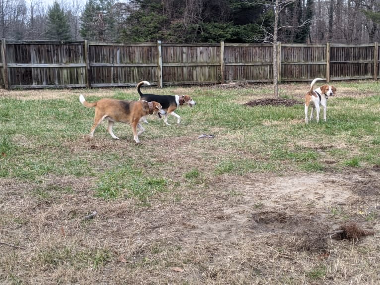 Brie, an American Foxhound tested with EmbarkVet.com