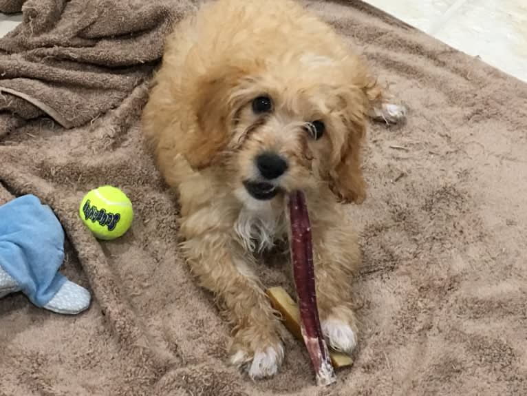 Leo, a Cavapoo tested with EmbarkVet.com