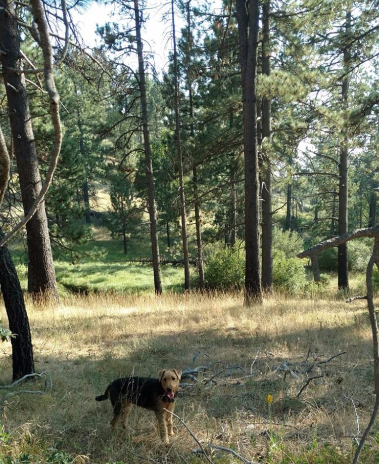 Sasha, an Airedale Terrier tested with EmbarkVet.com