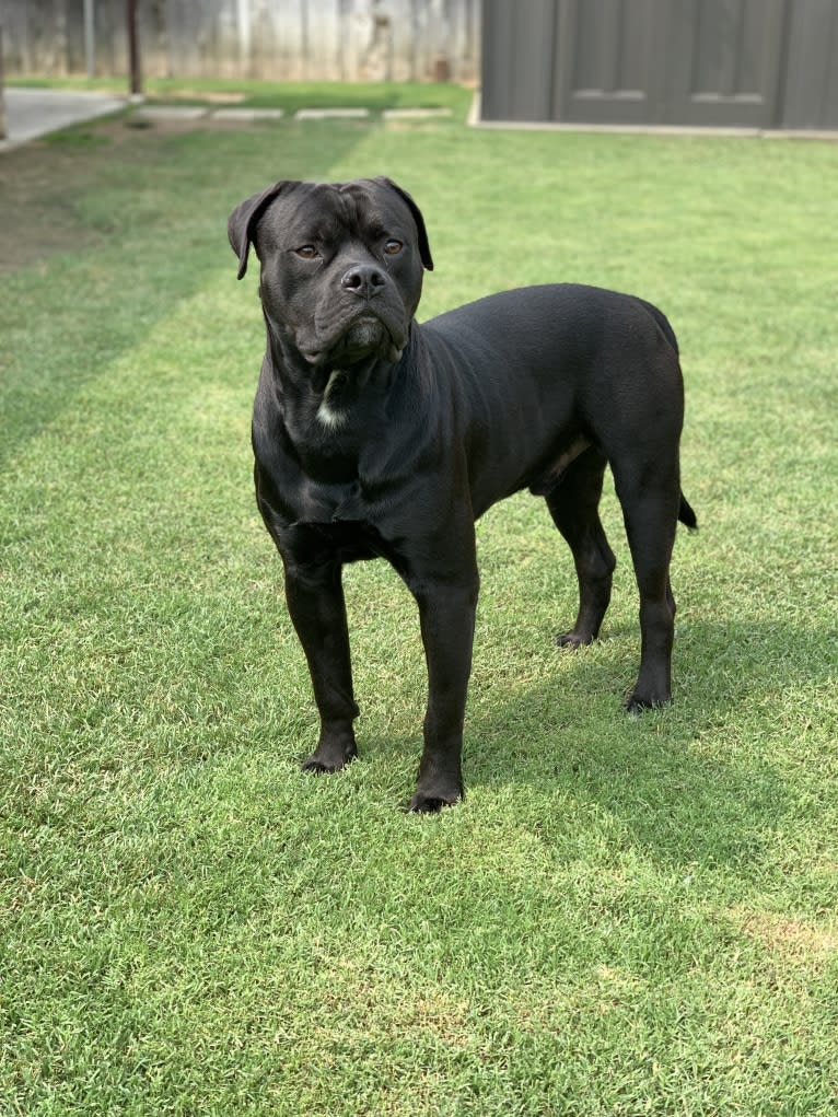 Samson, an American Bulldog and Rottweiler mix tested with EmbarkVet.com