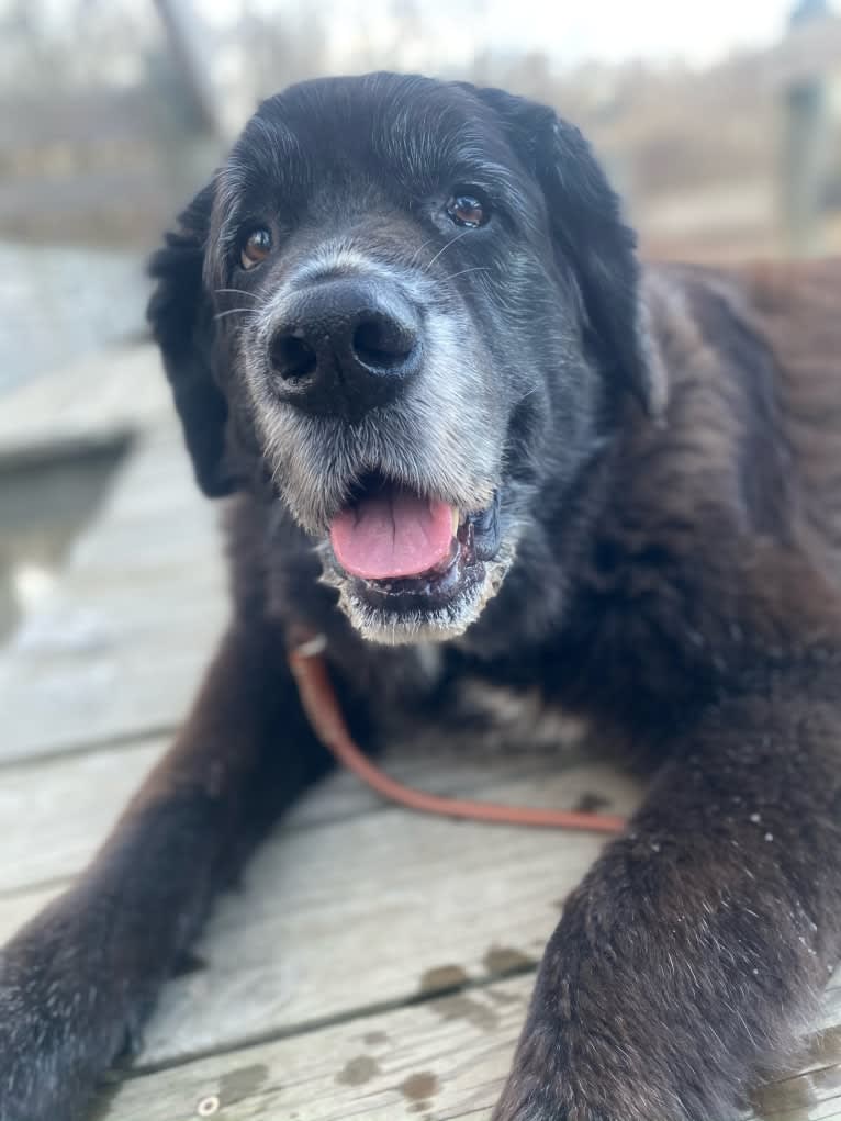 Dali, a Saint Bernard and Golden Retriever mix tested with EmbarkVet.com