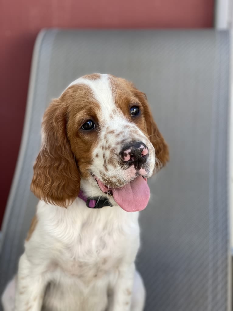 Johnny, an Irish Red and White Setter tested with EmbarkVet.com