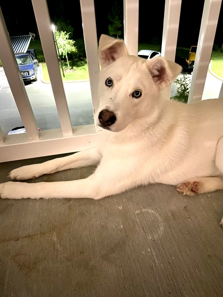 Dash, a Gerberian Shepsky (12.7% unresolved) tested with EmbarkVet.com