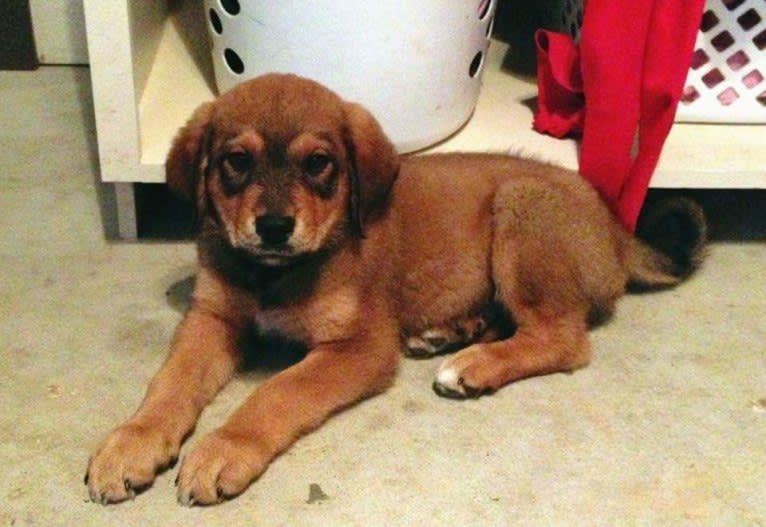 Cooper, a Great Pyrenees and Rottweiler mix tested with EmbarkVet.com