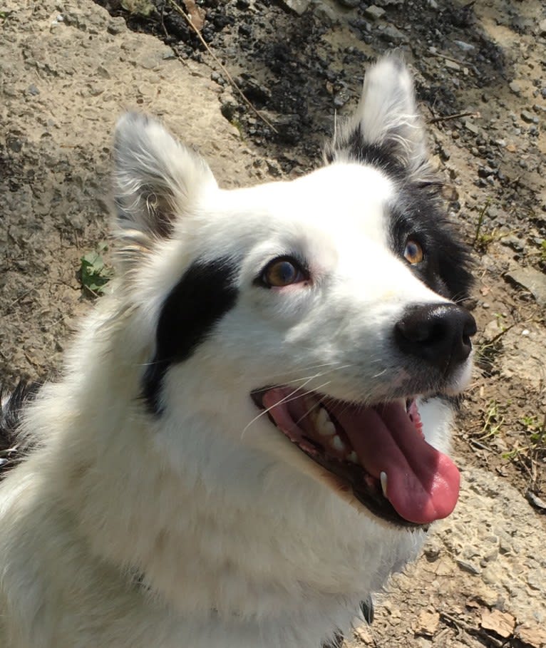 Isla, a Yakutian Laika tested with EmbarkVet.com