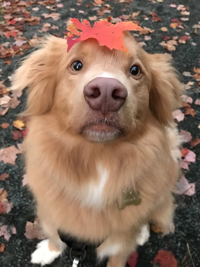 Kodiak, a Nova Scotia Duck Tolling Retriever tested with EmbarkVet.com