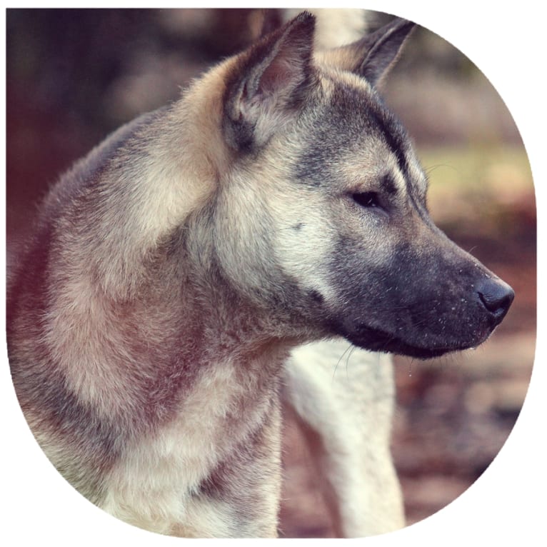 Toutarou, a Kishu Ken tested with EmbarkVet.com