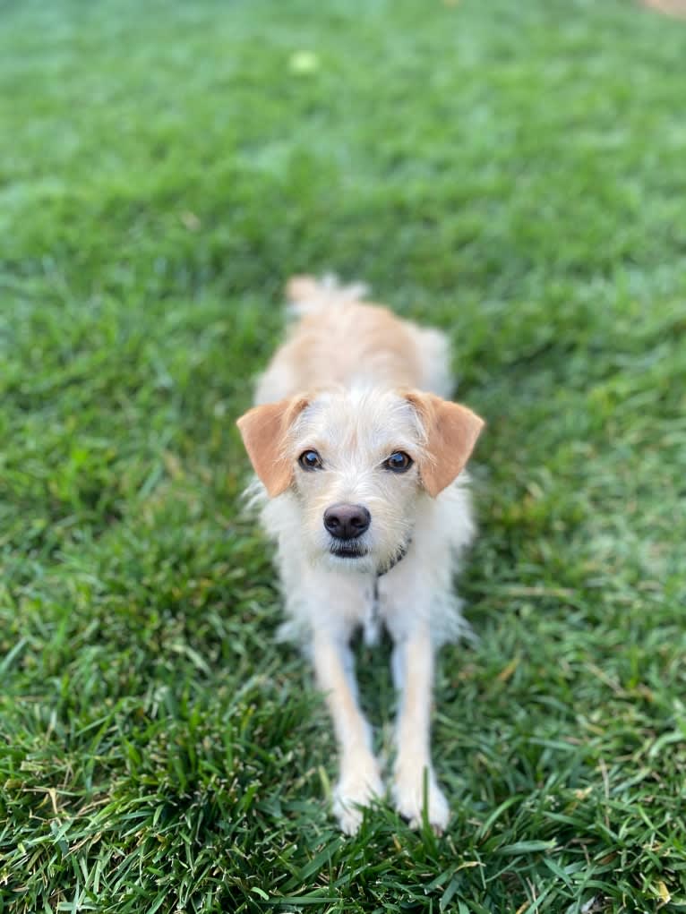 Bailey, a Chihuahua and Bichon Frise mix tested with EmbarkVet.com