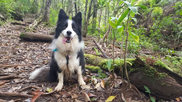 Kida, a Border Collie tested with EmbarkVet.com