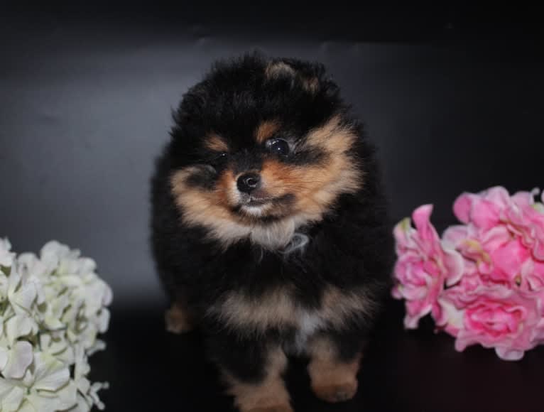 Aneesa, a Pomeranian tested with EmbarkVet.com