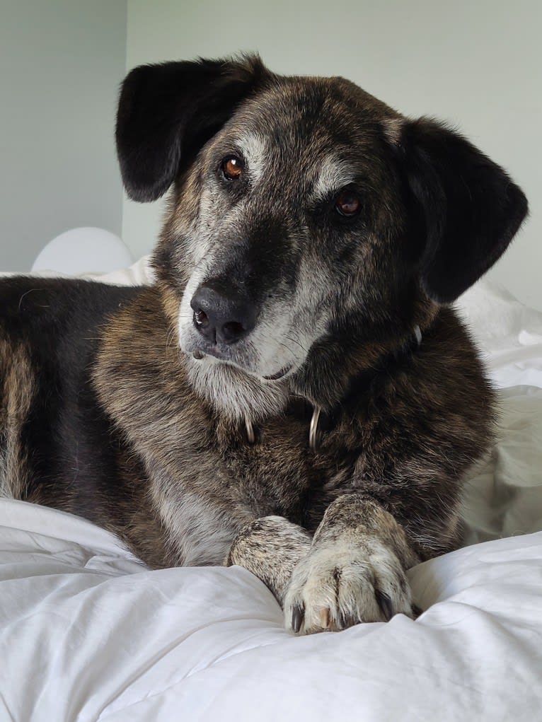 Achille, a German Shepherd Dog and Golden Retriever mix tested with EmbarkVet.com