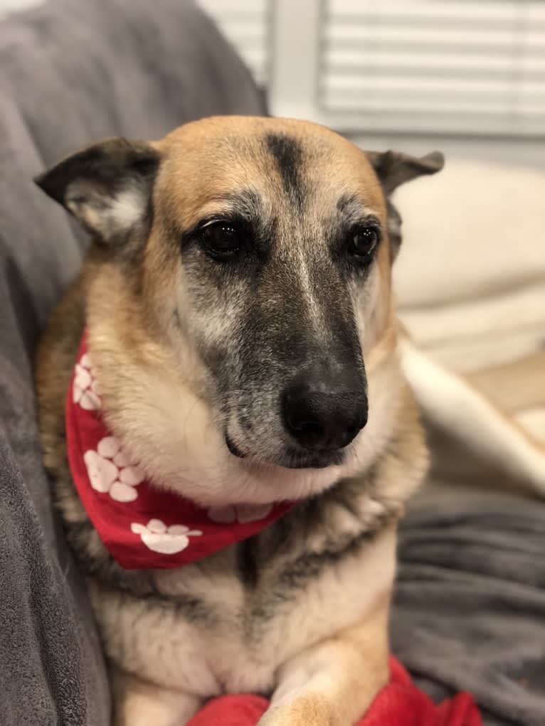 Brie, a German Shepherd Dog and American Eskimo Dog mix tested with EmbarkVet.com