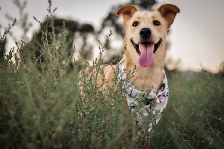 Bentley, a Labrador Retriever and American Pit Bull Terrier mix tested with EmbarkVet.com