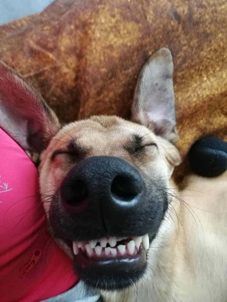 Ilias, an Eastern European Village Dog tested with EmbarkVet.com