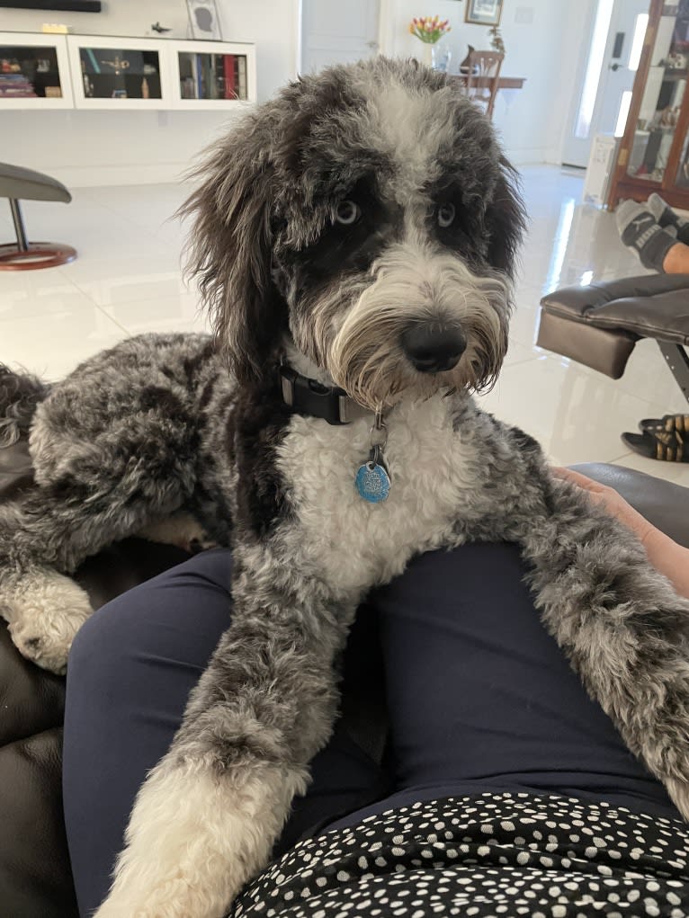 Obi1, an Aussiedoodle (6.3% unresolved) tested with EmbarkVet.com