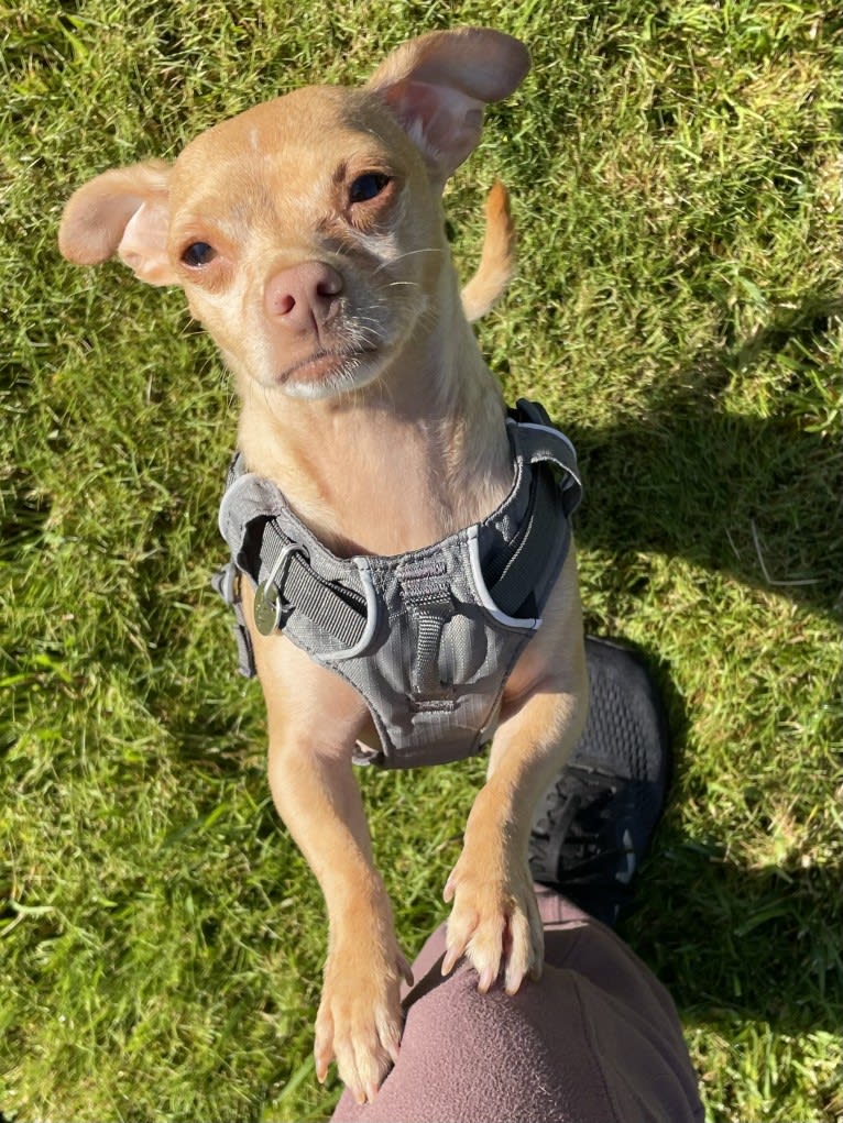 Lily, a Chihuahua and Rat Terrier mix tested with EmbarkVet.com
