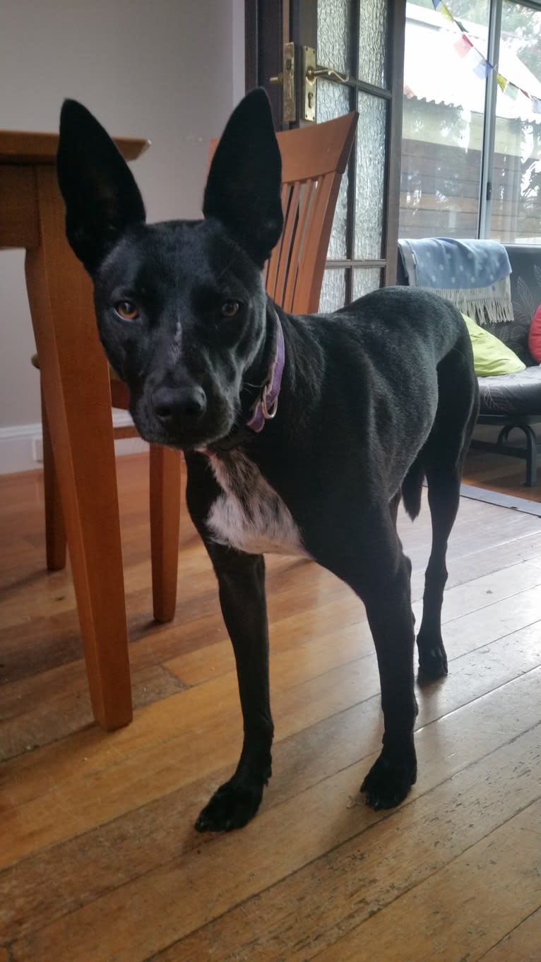 Border collie x shar pei sales