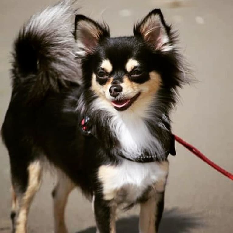 Harriet, a Chihuahua tested with EmbarkVet.com