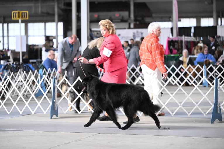 TR, a Belgian Shepherd tested with EmbarkVet.com