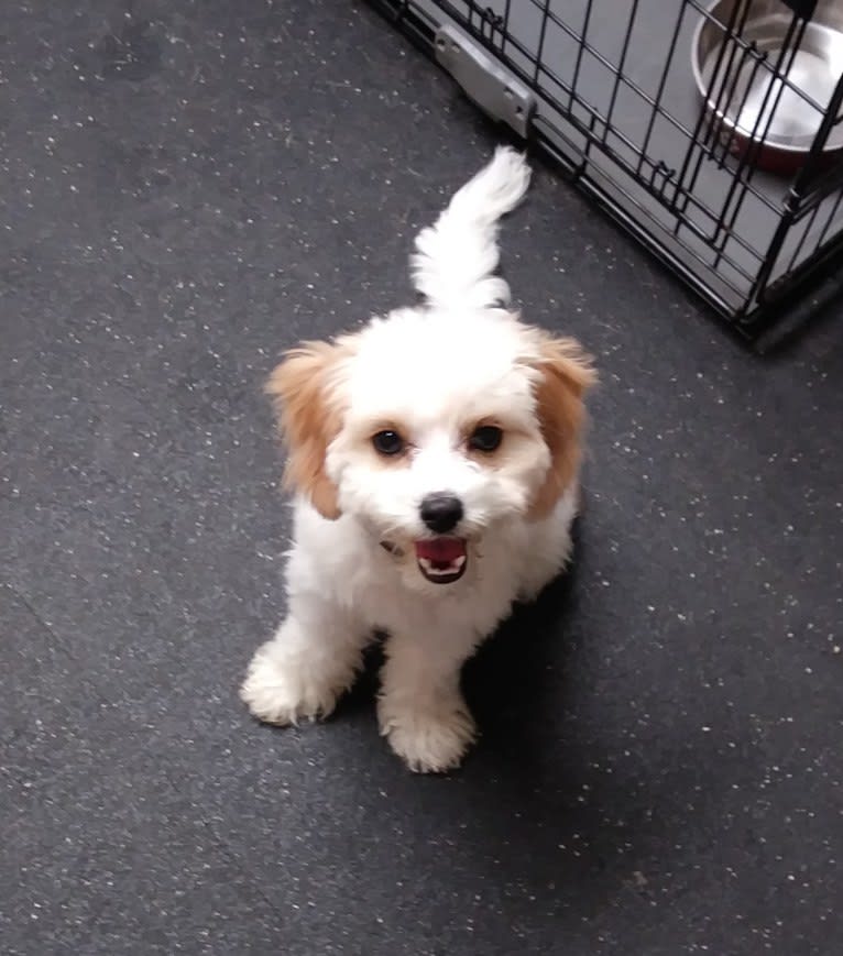 Willow, a Cavalier King Charles Spaniel and Poodle (Small) mix tested with EmbarkVet.com