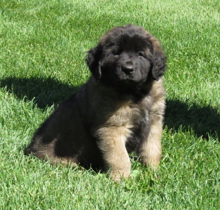 Kamenah's Only For the Brave of Heart "Jasiri", a Leonberger tested with EmbarkVet.com