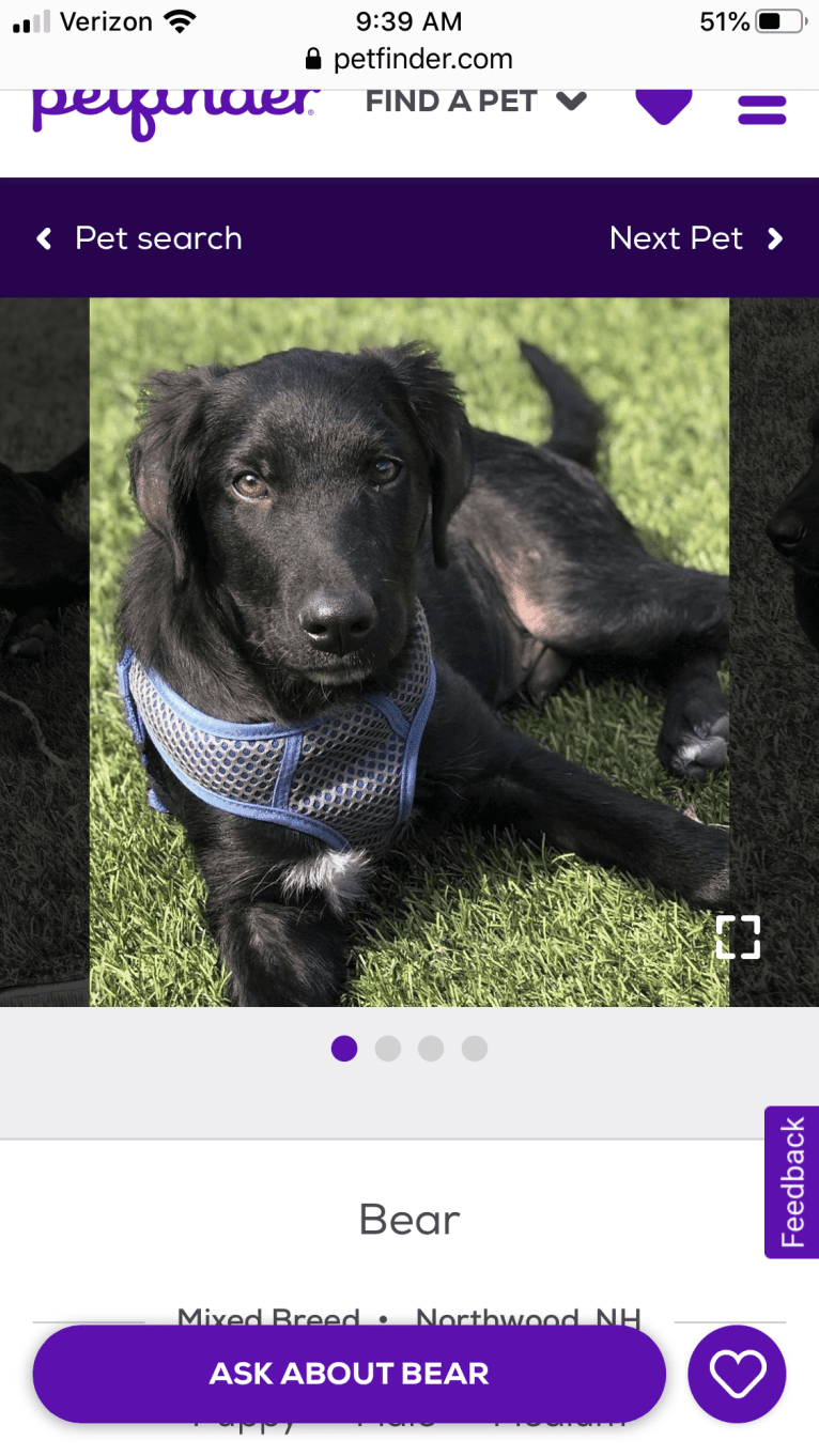 Care Bear Ross, a Labrador Retriever and Australian Cattle Dog mix tested with EmbarkVet.com