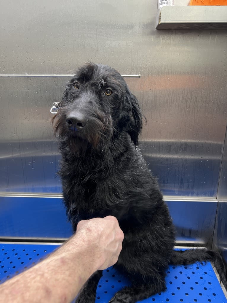 Levi, a Labradoodle tested with EmbarkVet.com