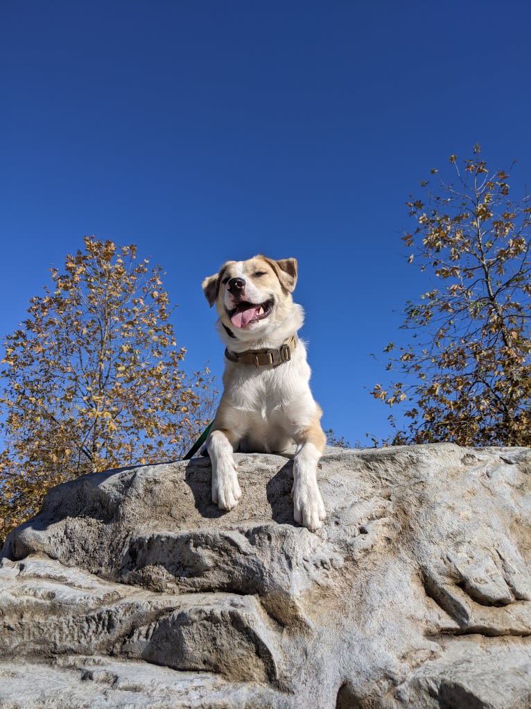 Archie, an Australian Shepherd and Jindo mix tested with EmbarkVet.com