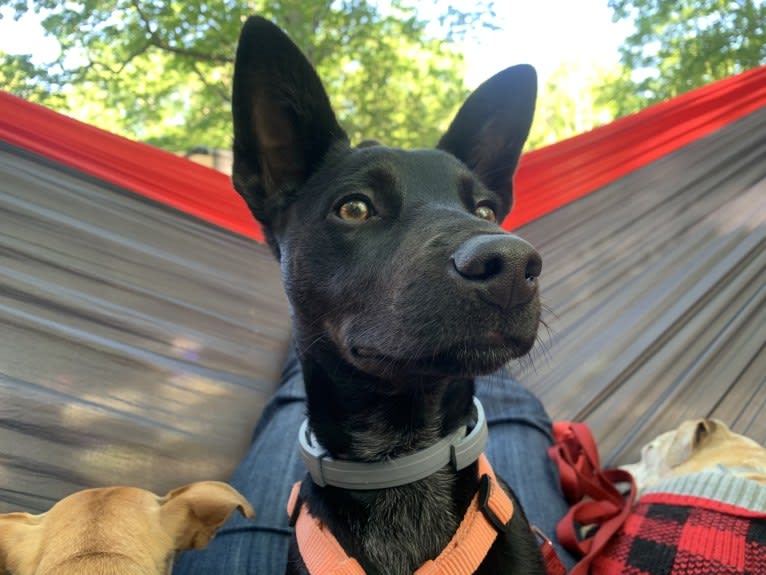 Westin, an Australian Cattle Dog and American Pit Bull Terrier mix tested with EmbarkVet.com