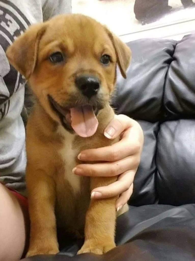 Ned, an American Bulldog and Rottweiler mix tested with EmbarkVet.com