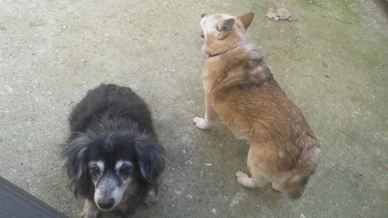 Lassie, a Pomeranian and Rat Terrier mix tested with EmbarkVet.com