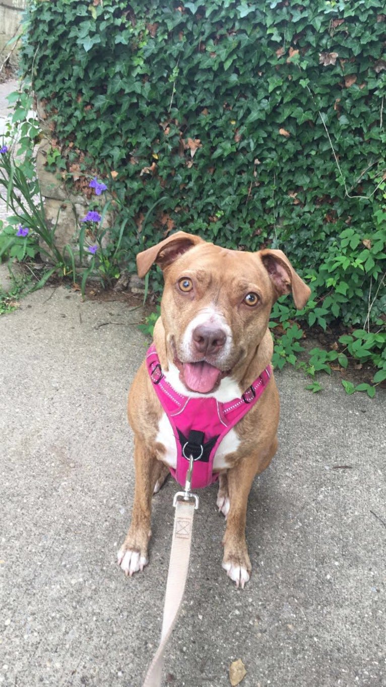 Buttercup, an American Pit Bull Terrier and Labrador Retriever mix tested with EmbarkVet.com