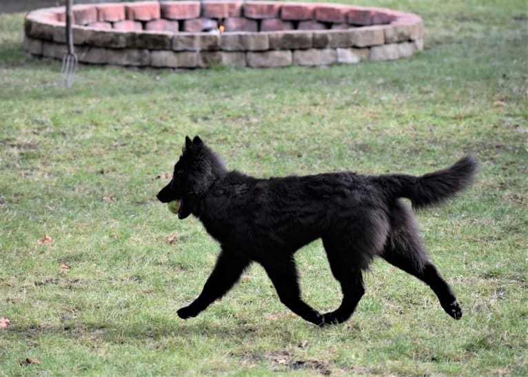 Vivi, a Belgian Shepherd tested with EmbarkVet.com