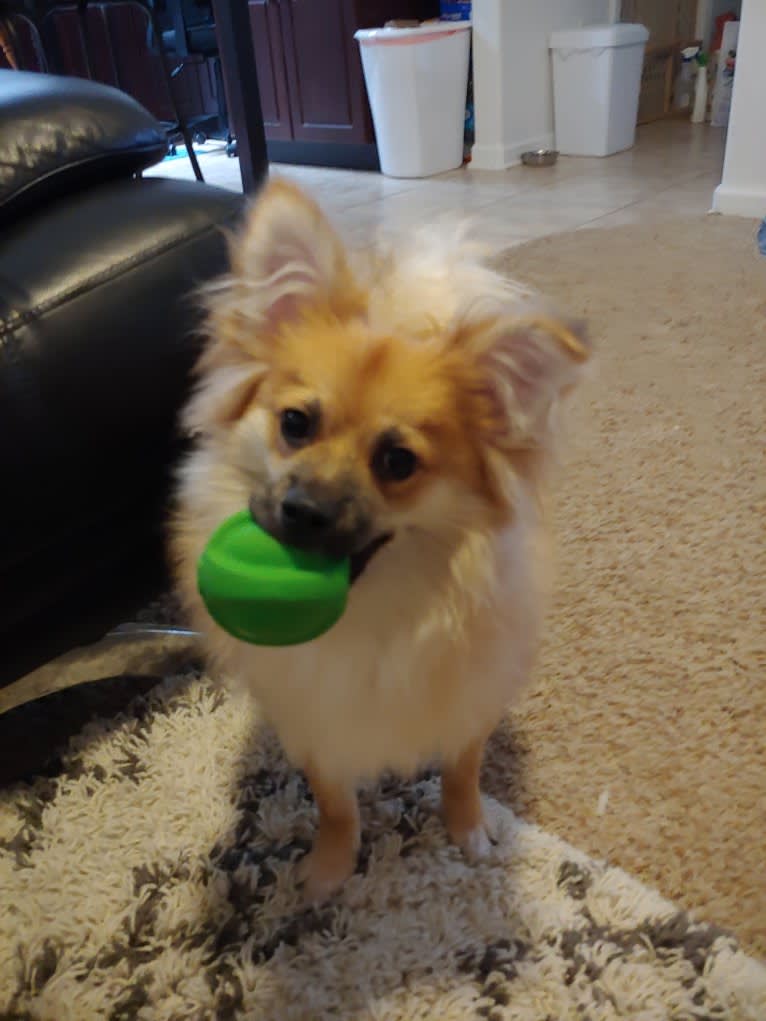 Otto, a Pomeranian and Chihuahua mix tested with EmbarkVet.com