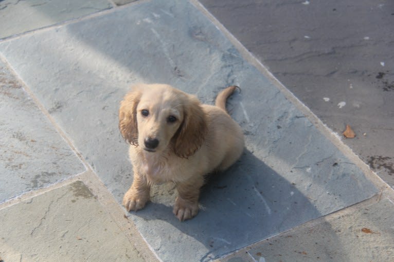 Oliver (Ollie) von Frederick, a Dachshund tested with EmbarkVet.com