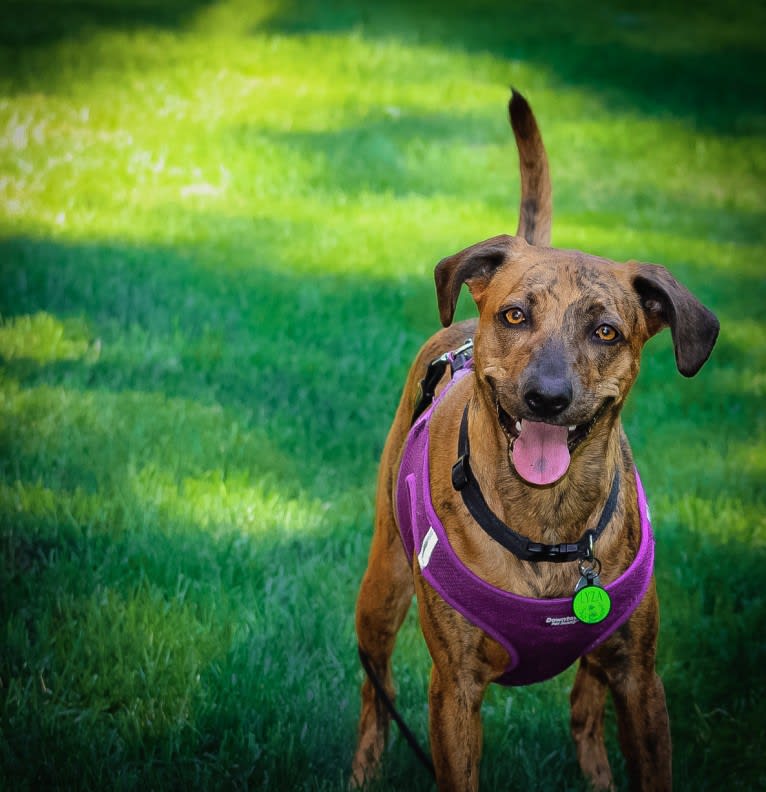 Lyza, a Catahoula Leopard Dog and American Pit Bull Terrier mix tested with EmbarkVet.com