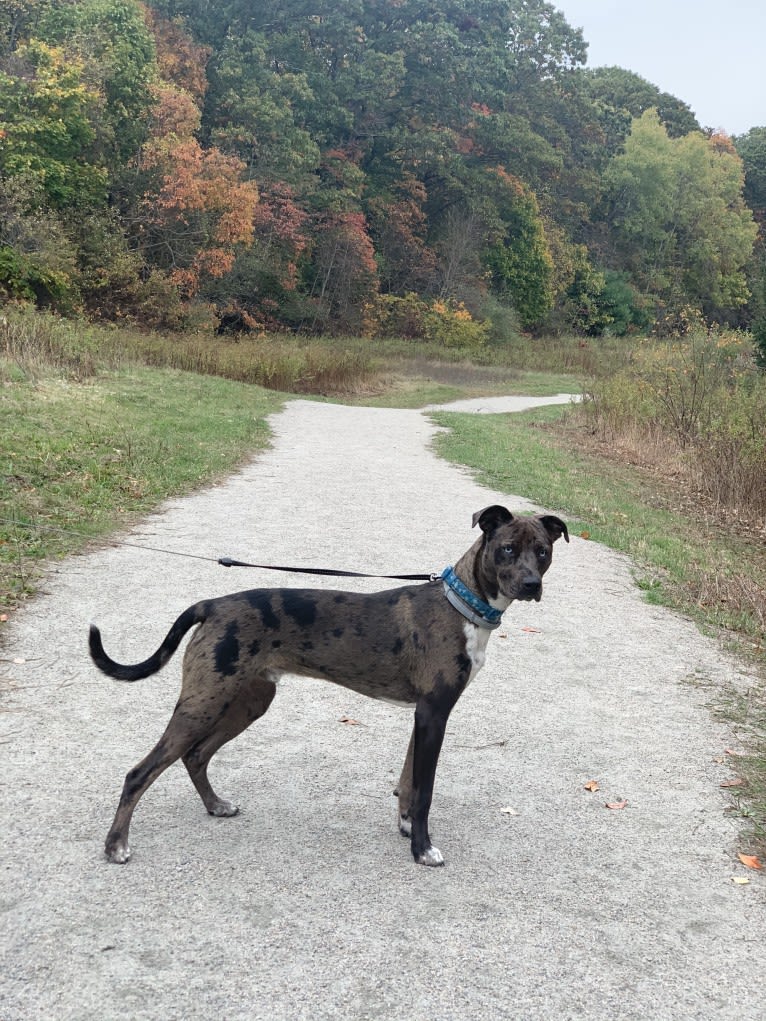 Atticus, an Australian Cattle Dog and American Pit Bull Terrier mix tested with EmbarkVet.com