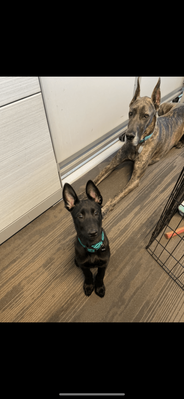 Bodhi, a Belgian Malinois and German Shepherd Dog mix tested with EmbarkVet.com