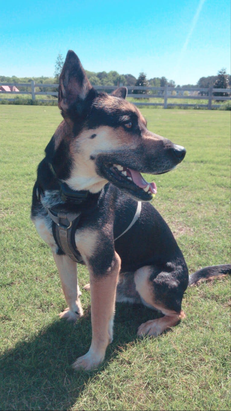 Harvey, a German Shepherd Dog and Chow Chow mix tested with EmbarkVet.com