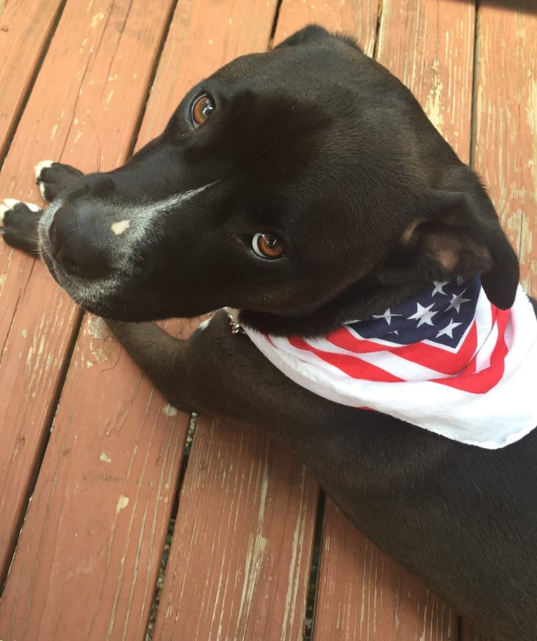 Wilson Xavier, a Boxer and Labrador Retriever mix tested with EmbarkVet.com