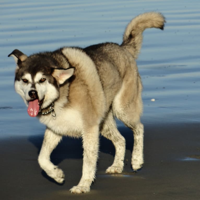 Pandu, a Siberian Husky and Labrador Retriever mix tested with EmbarkVet.com