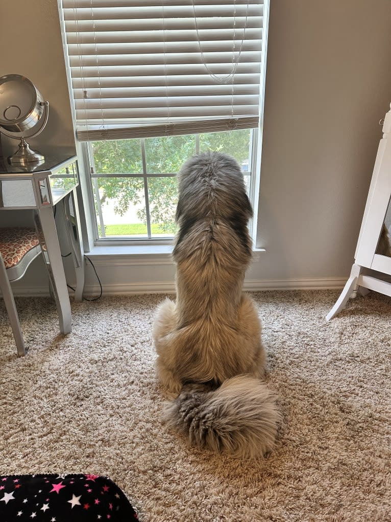 Moose, a Tibetan Mastiff tested with EmbarkVet.com