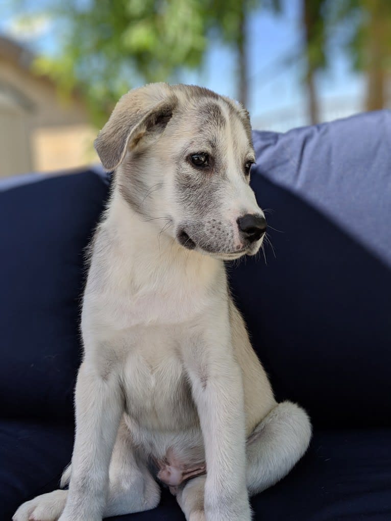 Juno, a Labrador Retriever and Siberian Husky mix tested with EmbarkVet.com