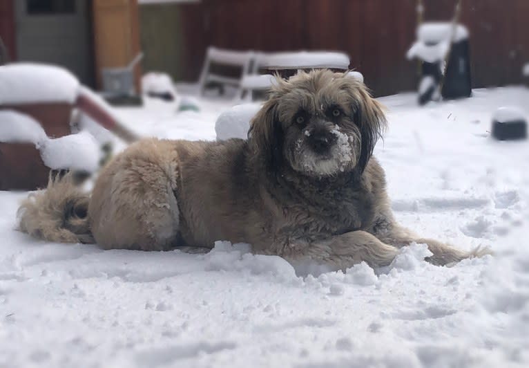 Henny, a West Asian Village Dog tested with EmbarkVet.com